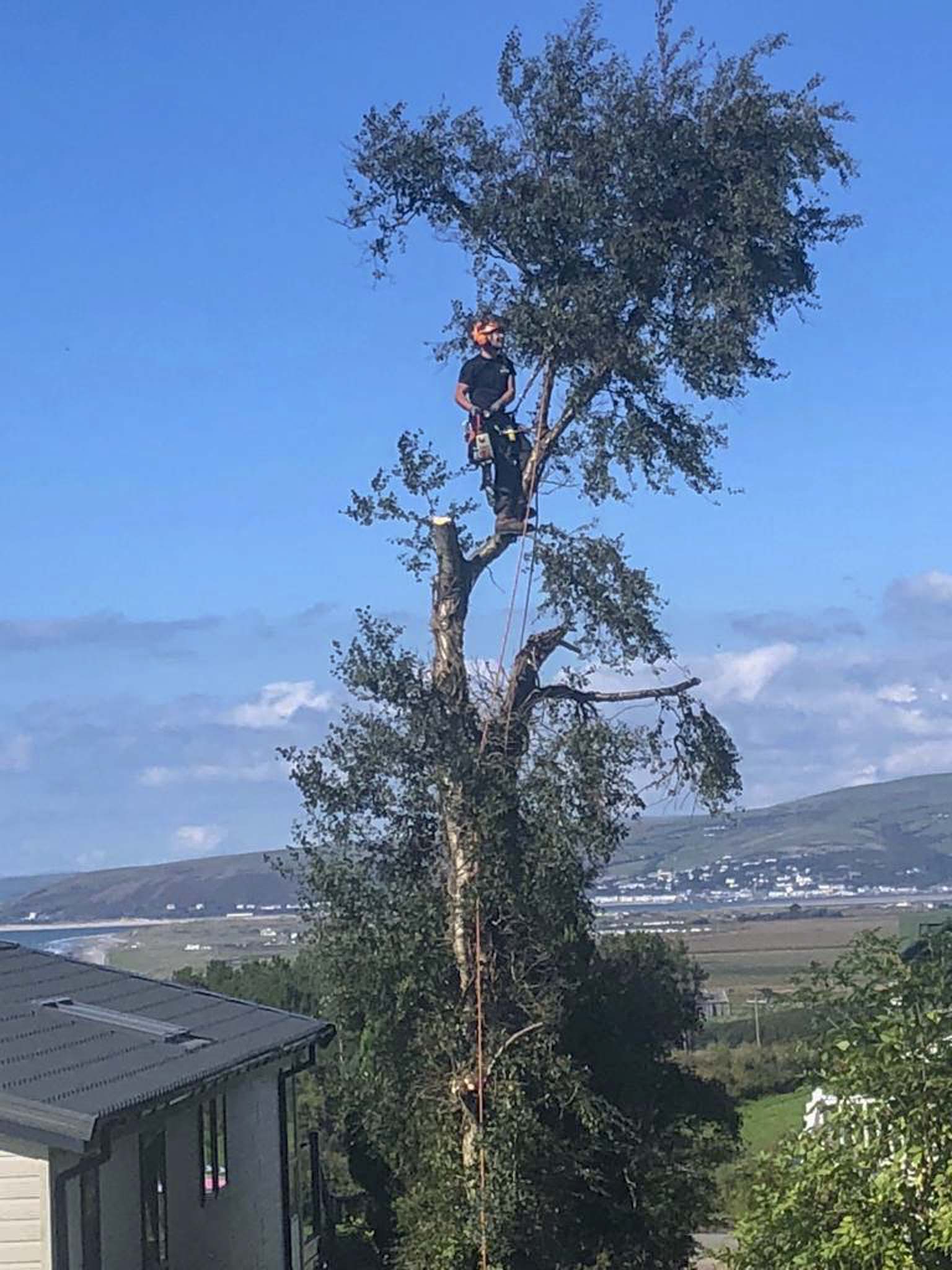 Tree Surgery Aberystwyth